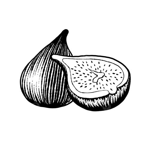 fig clipart black and white